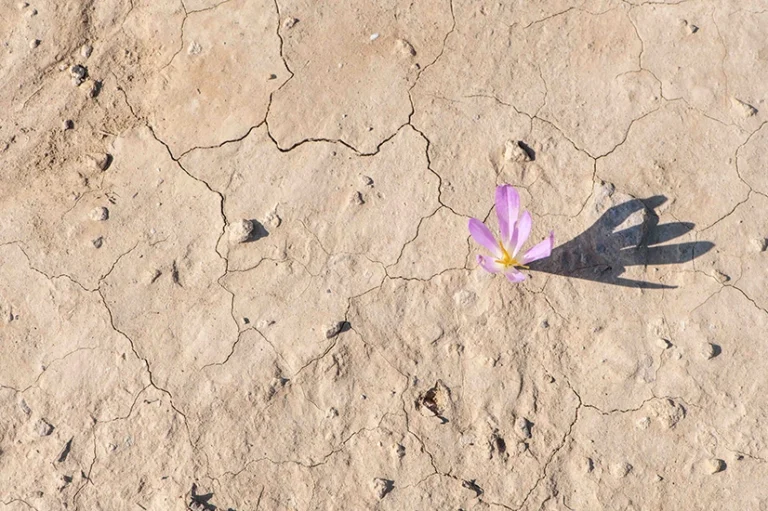 Parfums d’armoise et sols salés : l’étonnante biodiversité des Bardenas Reales