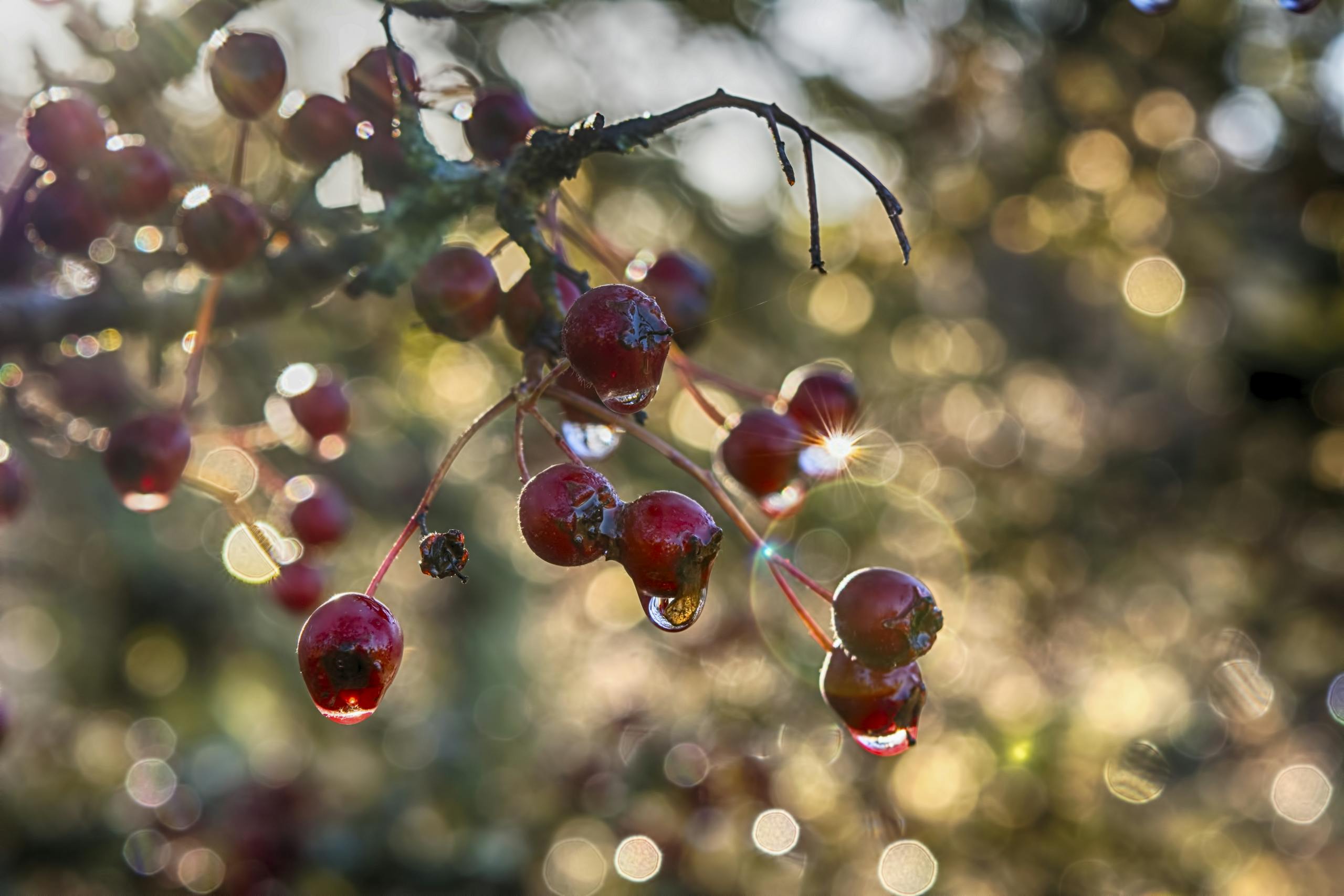 Close-Up Shot of Hawthorn Berries on the Tree