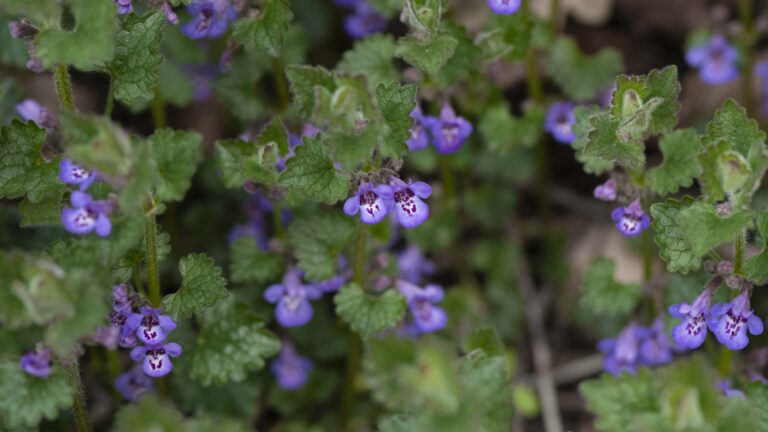 Atelier cuisine à la 30ème fête des plantes de Réaumont