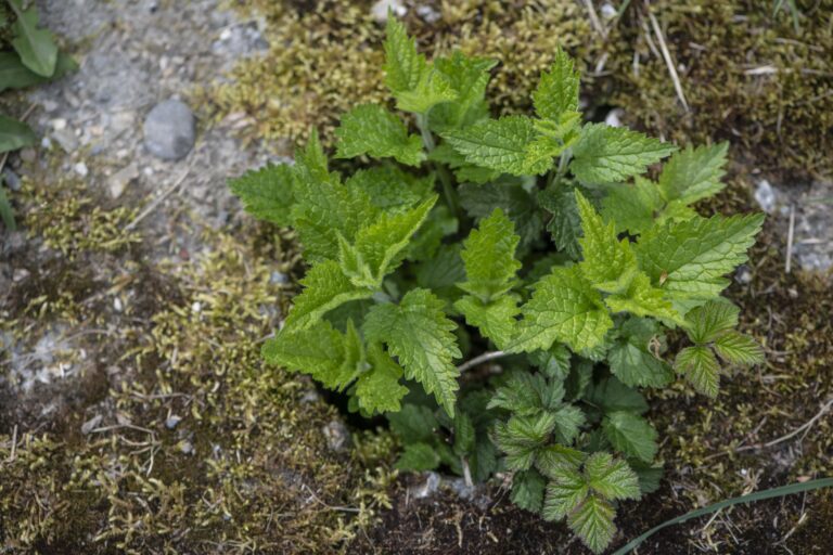 Atelier cuisine à la 30ème fête des plantes de Réaumont